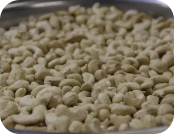 13. Cashew GRADE TYPES white-whole-cashew-kernels (1)