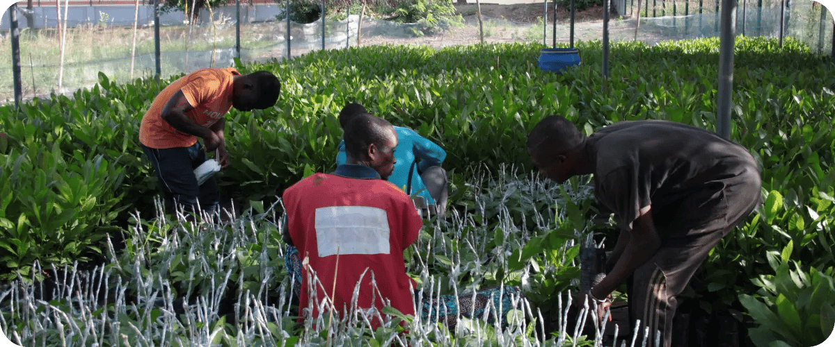 6. Cashew Coast ENVIRONMENTAL INITIATIVES 4 men in nursery