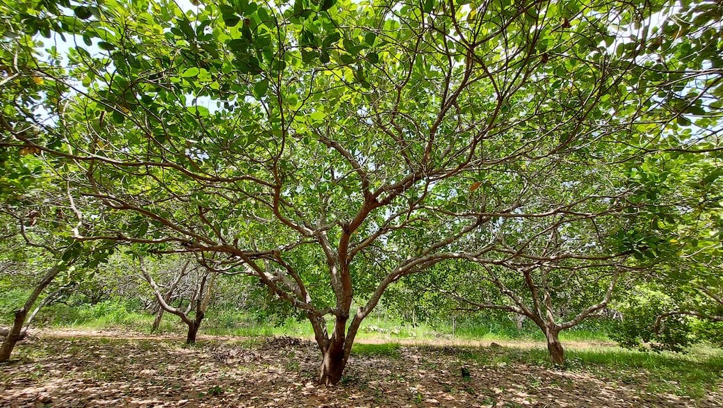 Cashew tree in cashew plantation
