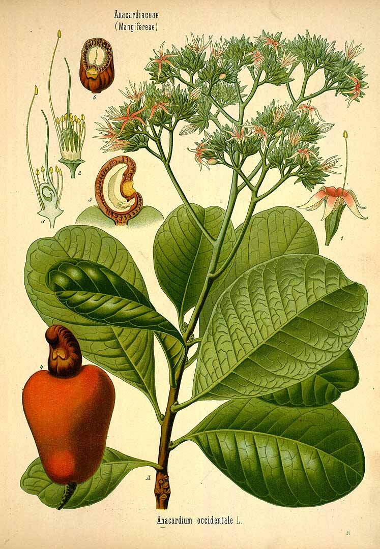 cashew_anacardium_occidentale_l_31513
