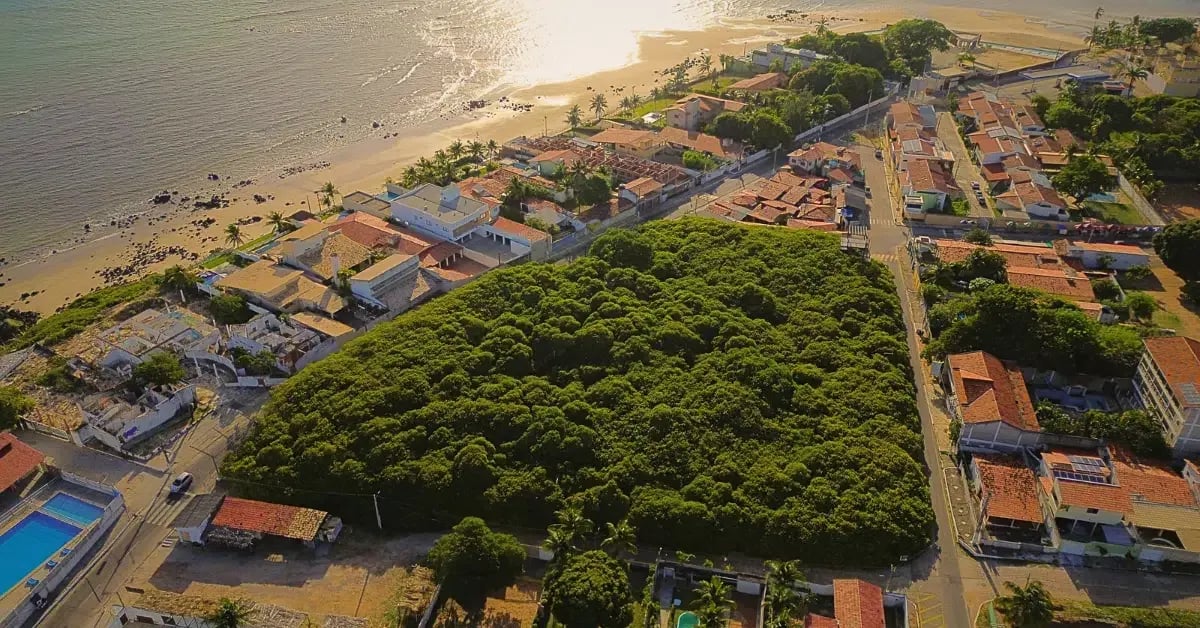 Maior Cajueiro do mundo - the largest cashew tree in the world