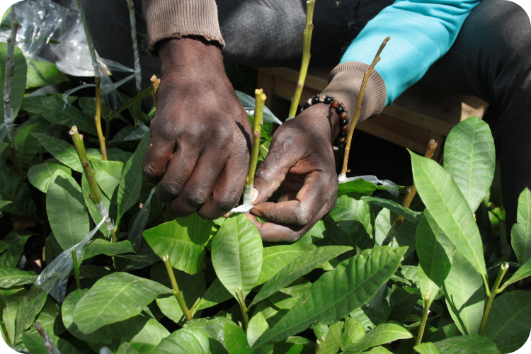 2. ABOUT US putting saran wrap around branches-1