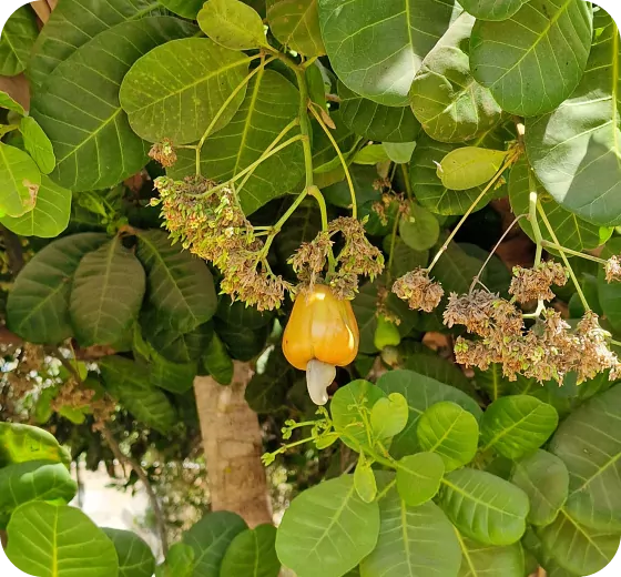 6. Cashew Coast ENVIRONMENTAL INITIATIVES cashew tree