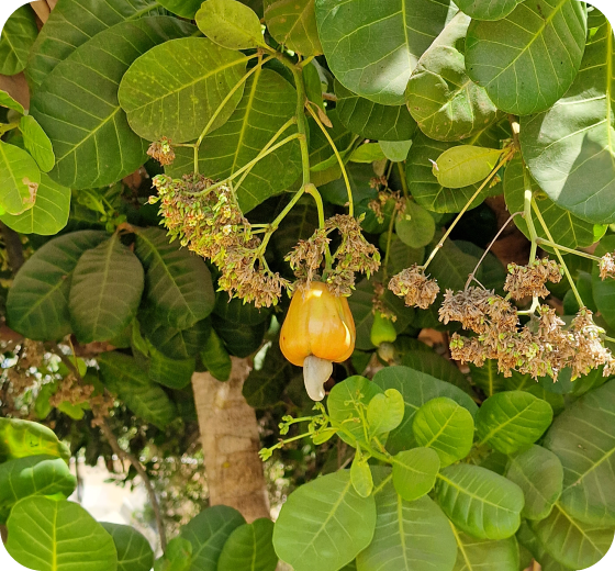 6. ENVIRONMENTAL INITIATIVES cashew tree
