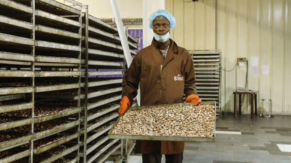 cashew nut processing