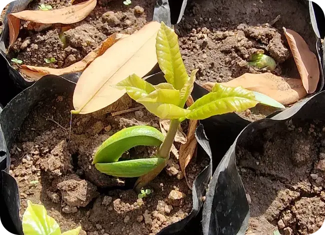 Our-Cashews-Plants