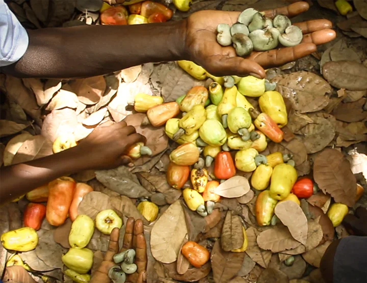 World Cashew Conference – Journées Nationales des Exporteurs de Cajou de Côte d’Ivoire 2022 (WCC- JNEC-CI, 2022)