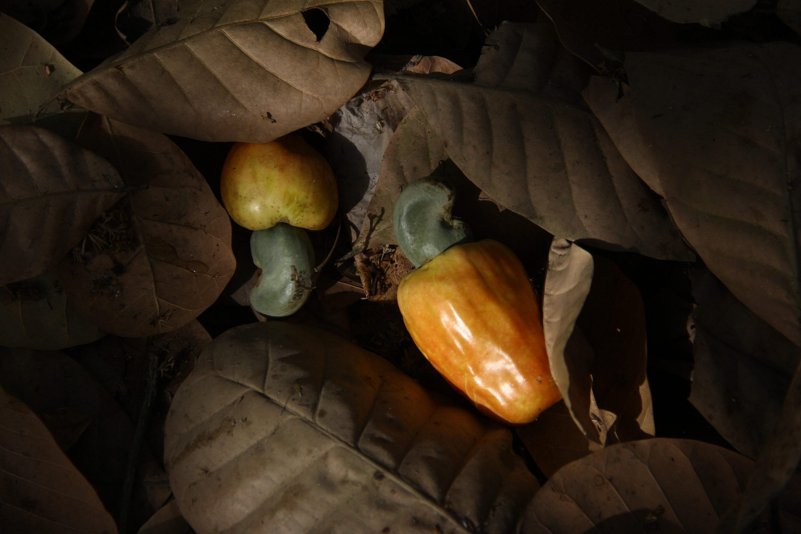 cashew-nut-and-fruit-scaled