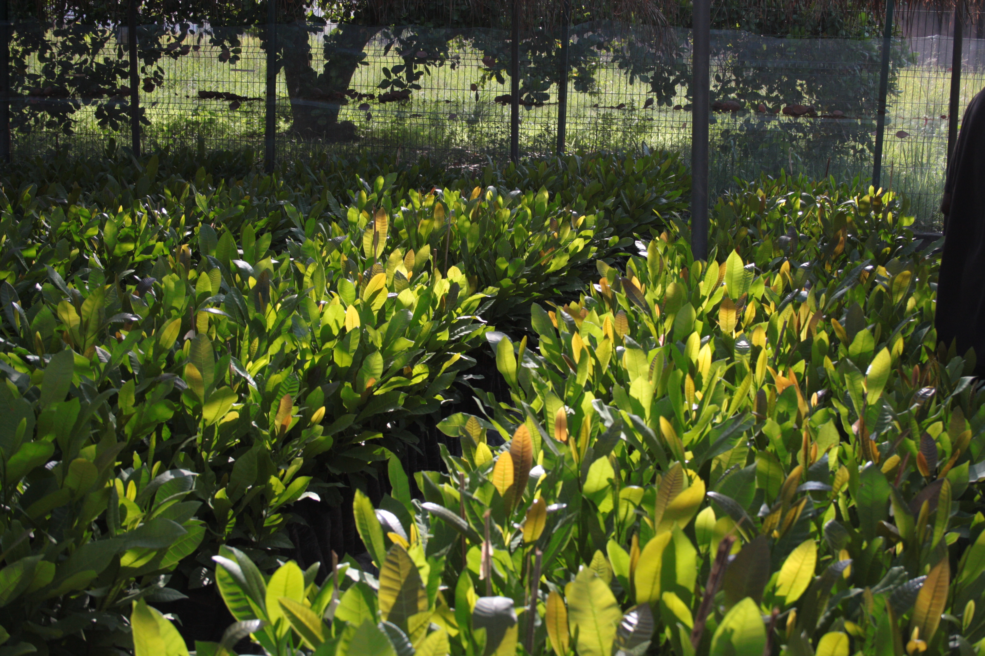 sustainable organic cashew trees growing